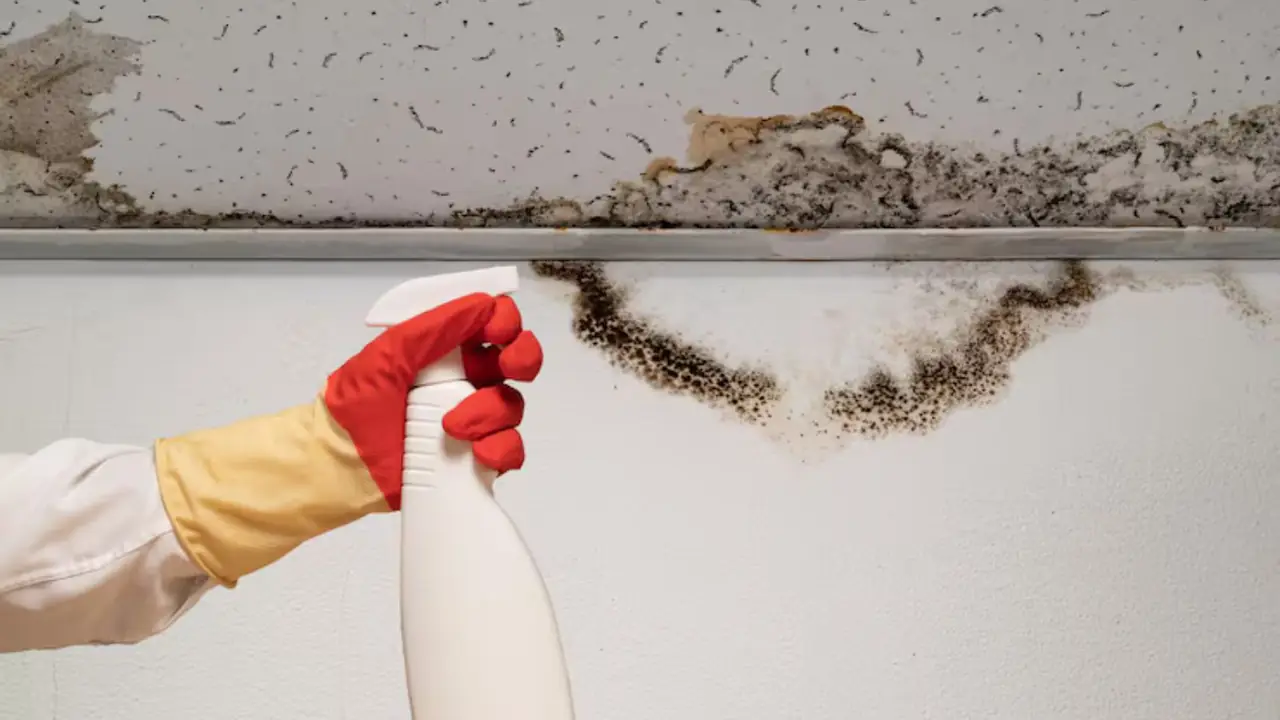 A gloved hand with a spray bottle beside dark mold growth along a ceiling edge